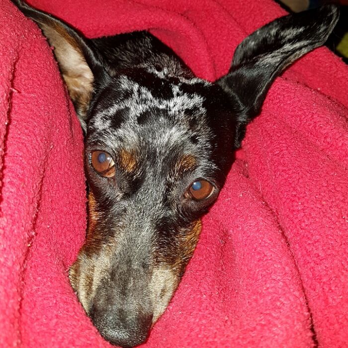 Zora Loves Being Squished And Loves Her Blanket!