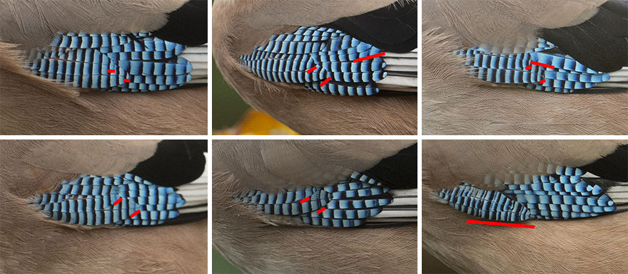 I've Been Photographing Gorgeous Jays In My Garden For The Past Years And I've Learned To Tell Them Apart By Their Black And Blue "Barcodes" I've Been Photographing Gorgeous Jays In My Garden For The Past Years And I've Learned To Tell Them Apart By Their Black And Blue "Barcodes"