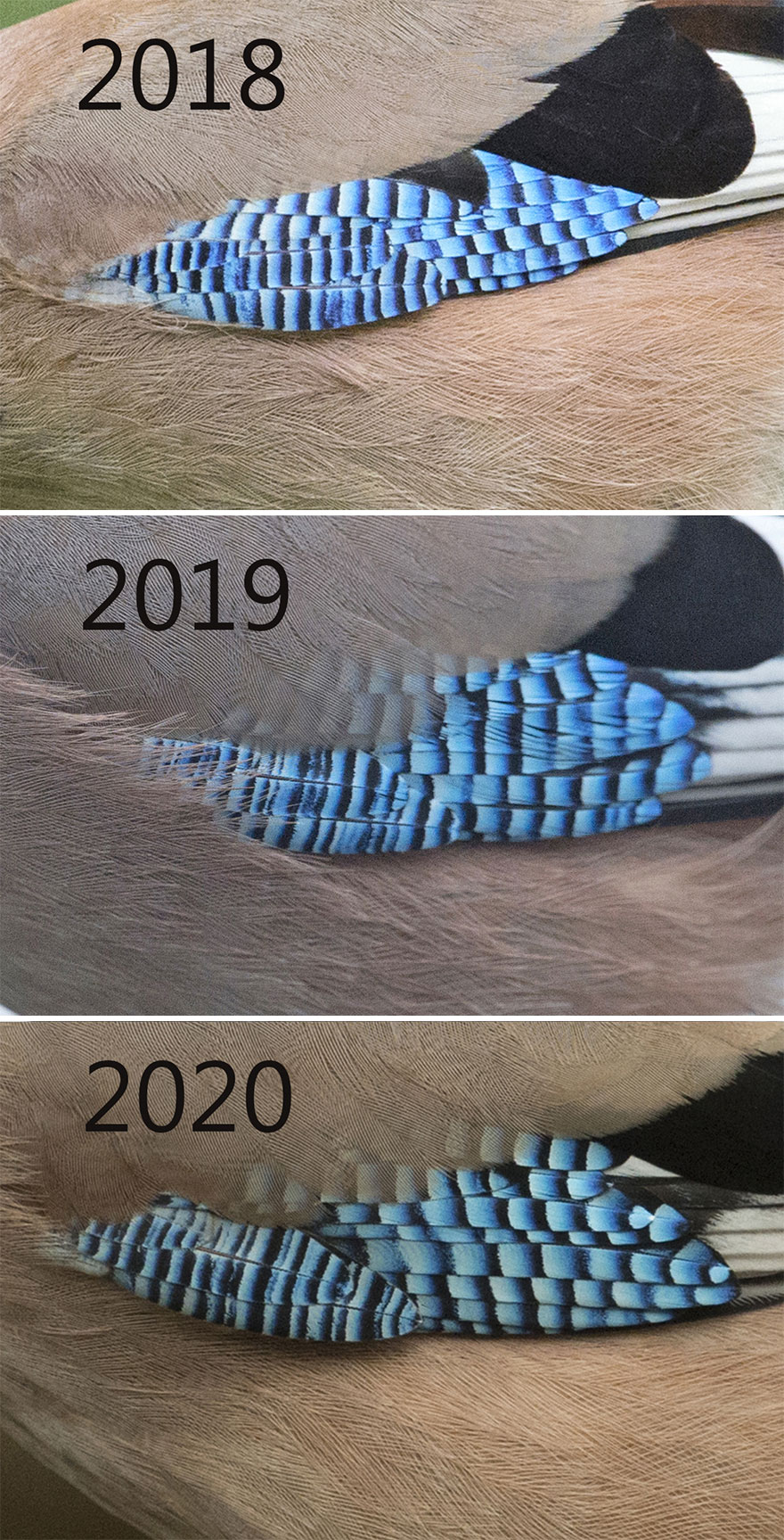 I've Been Photographing Gorgeous Jays In My Garden For The Past Years And I've Learned To Tell Them Apart By Their Black And Blue "Barcodes" I've Been Photographing Gorgeous Jays In My Garden For The Past Years And I've Learned To Tell Them Apart By Their Black And Blue "Barcodes"