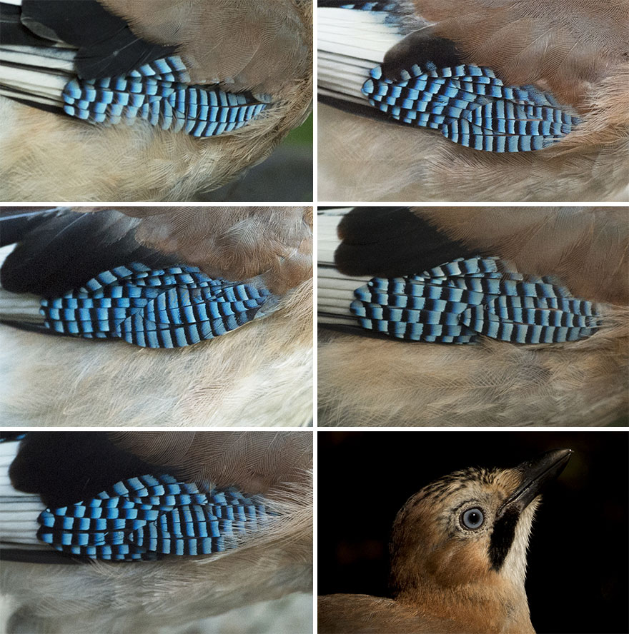 I've Been Photographing Gorgeous Jays In My Garden For The Past Years And I've Learned To Tell Them Apart By Their Black And Blue "Barcodes" I've Been Photographing Gorgeous Jays In My Garden For The Past Years And I've Learned To Tell Them Apart By Their Black And Blue "Barcodes"