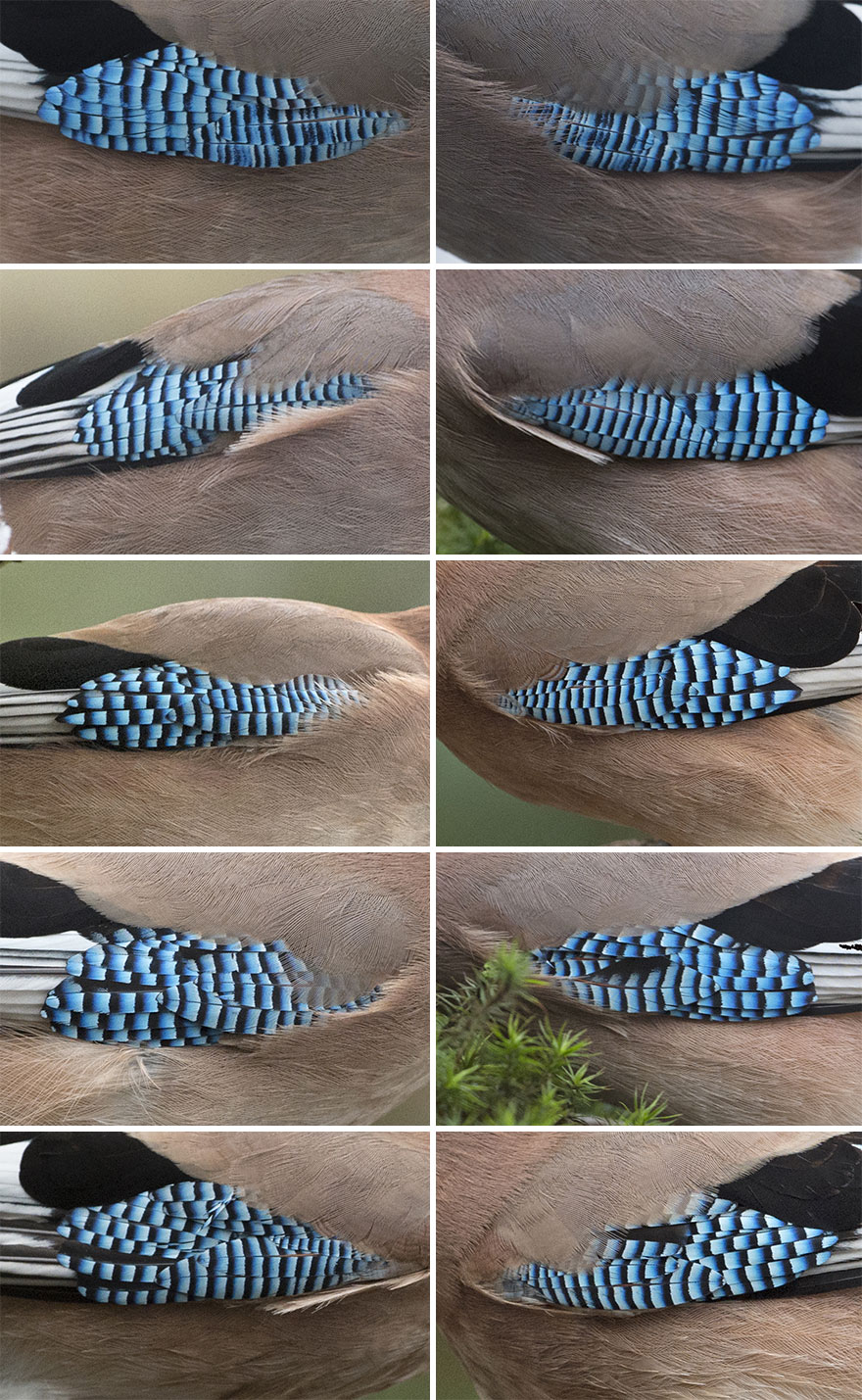 I've Been Photographing Gorgeous Jays In My Garden For The Past Years And I've Learned To Tell Them Apart By Their Black And Blue "Barcodes" I've Been Photographing Gorgeous Jays In My Garden For The Past Years And I've Learned To Tell Them Apart By Their Black And Blue "Barcodes"