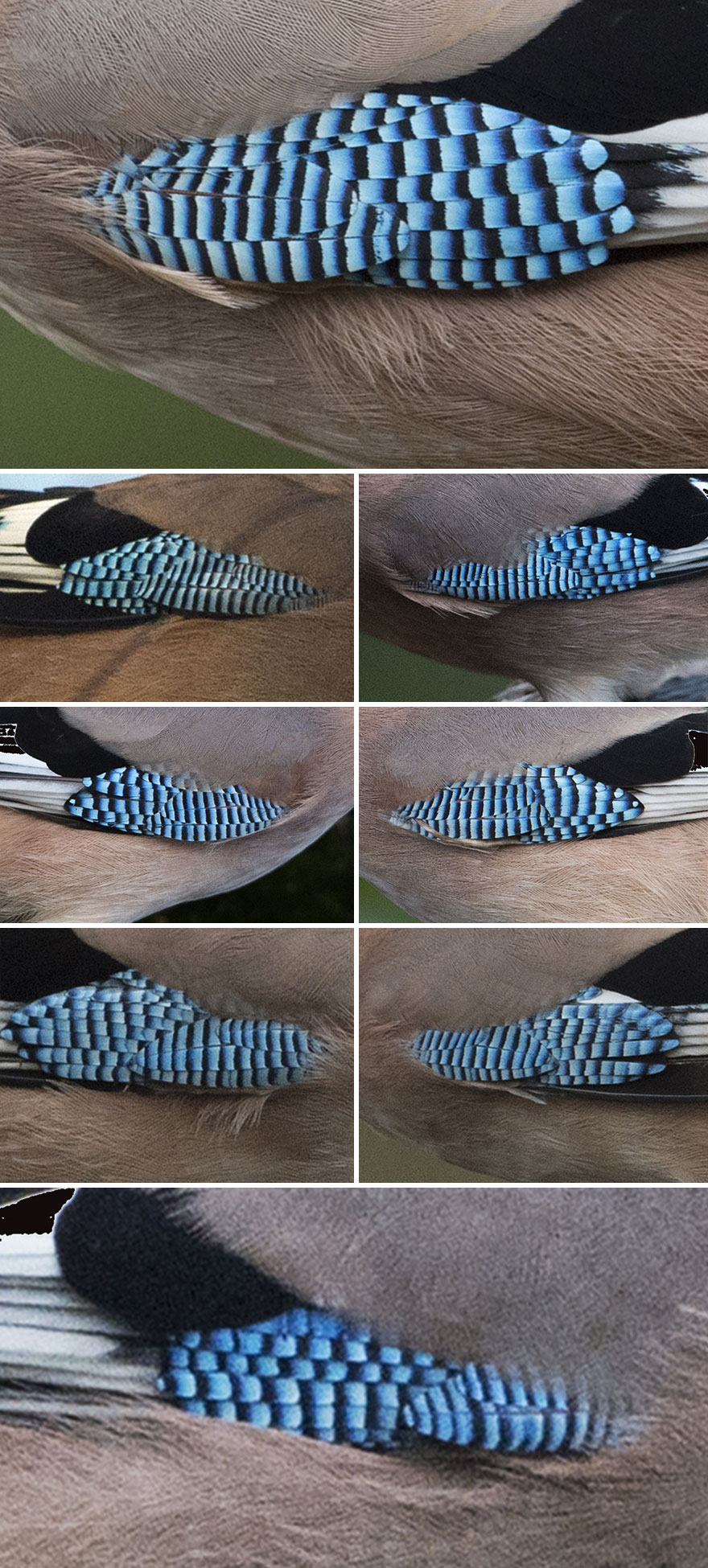 I've Been Photographing Gorgeous Jays In My Garden For The Past Years And I've Learned To Tell Them Apart By Their Black And Blue "Barcodes" I've Been Photographing Gorgeous Jays In My Garden For The Past Years And I've Learned To Tell Them Apart By Their Black And Blue "Barcodes"