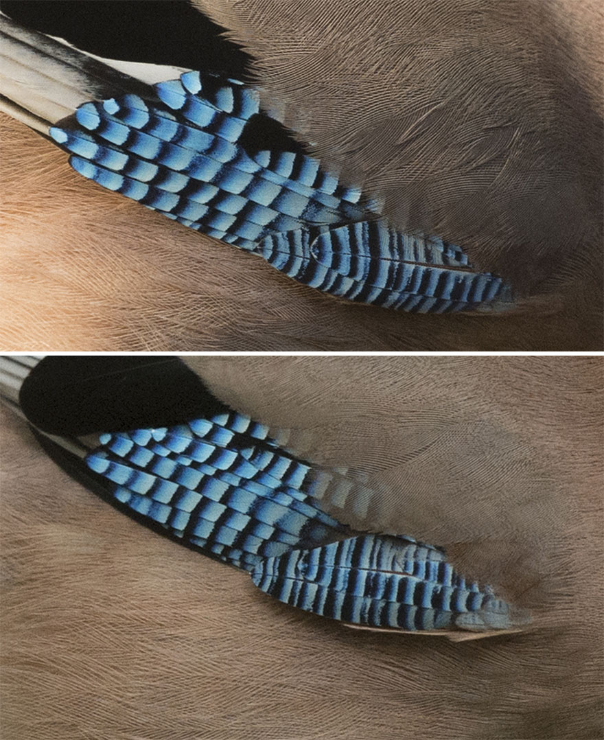 I've Been Photographing Gorgeous Jays In My Garden For The Past Years And I've Learned To Tell Them Apart By Their Black And Blue "Barcodes" I've Been Photographing Gorgeous Jays In My Garden For The Past Years And I've Learned To Tell Them Apart By Their Black And Blue "Barcodes"