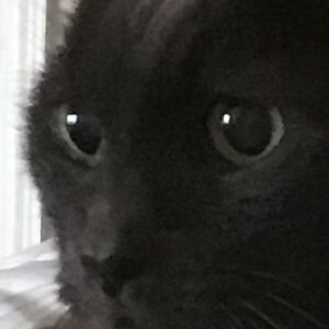 paigegrieshop avatar