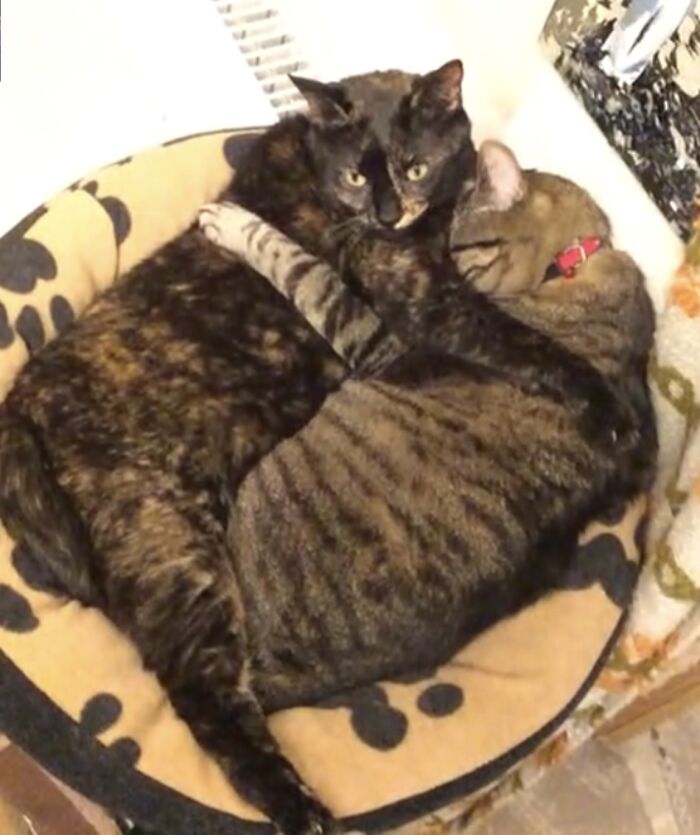 These Are Foxy And Xx. Xx Is 14 Y/O One Eyed Boi And Foxy Is 5 Y/O Girl, Who Loves Xx Since Day One