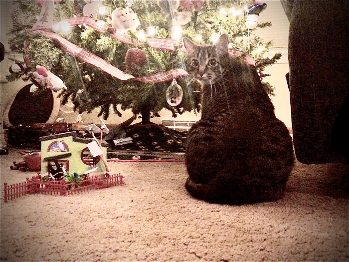 Again, My Cat Ringo.