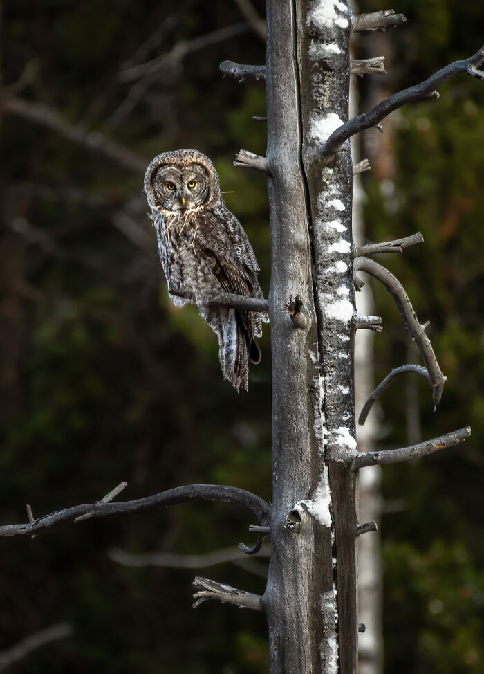 "It Sent Tingles Down My Spine For Hours": Owl Lands On This Photographer&rsquo;s Lens, Ends Up Blending In Perfectly