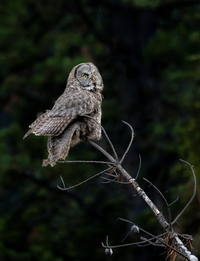 "It Sent Tingles Down My Spine For Hours": Owl Lands On This Photographer’s Lens, Ends Up Blending In Perfectly "It Sent Tingles Down My Spine For Hours": Owl Lands On This Photographer’s Lens, Ends Up Blending In Perfectly