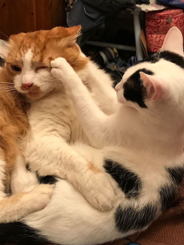 Thwack! Eenie To Jasper: “Cuddle Ok But No Wash”