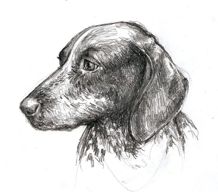 Pencil Drawing Of Pasha, A German Shorthaired Pointer