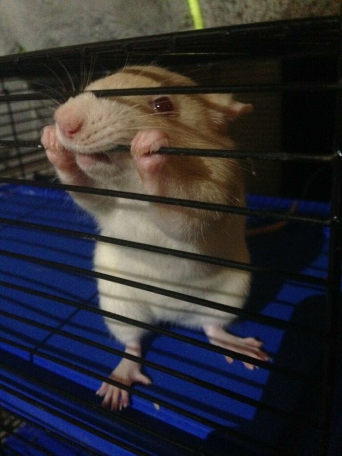 Despite All My Rage, I Am Still Just A...