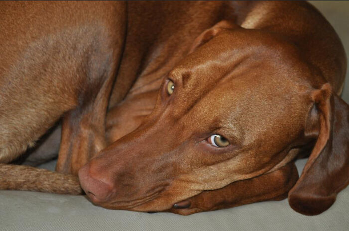 My Vizsla - Ziva
