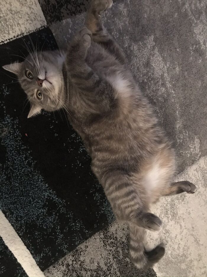 Plops Down On The Floor And Expects Someone To Come Over For Pets. Usually Works, Gives Irritated Looks If Not