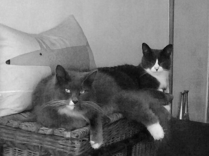 My Boys...genji & Ginko