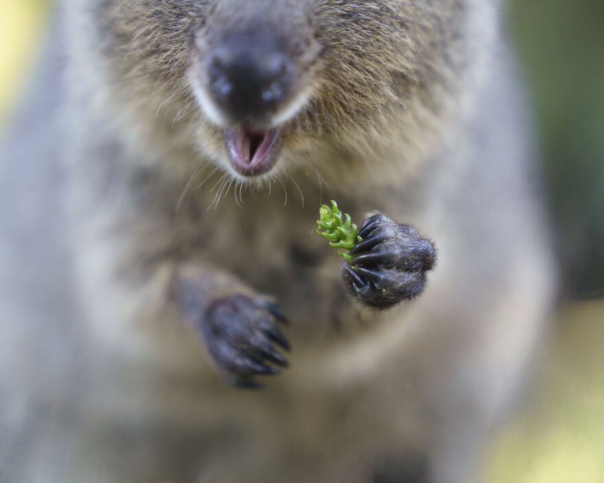 Quokka's Are The Happiest Animals On The Planet - And This Book Is Just What We Need Right Now! Quokka's Are The Happiest Animals On The Planet - And This Book Is Just What We Need Right Now!