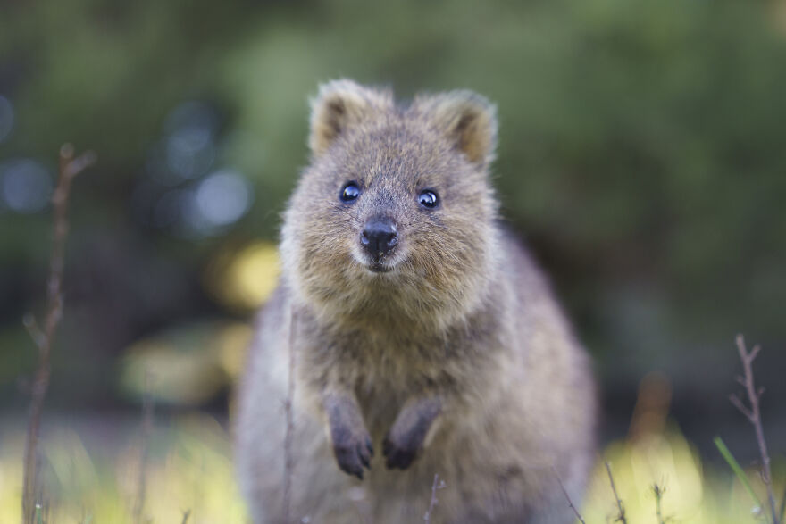 Quokka's Are The Happiest Animals On The Planet - And This Book Is Just What We Need Right Now! Quokka's Are The Happiest Animals On The Planet - And This Book Is Just What We Need Right Now!