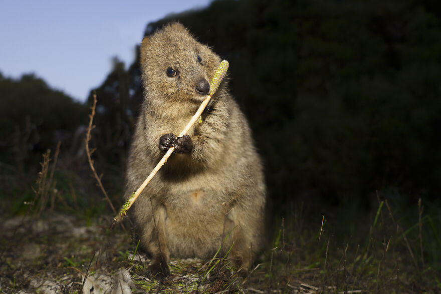 Quokka's Are The Happiest Animals On The Planet - And This Book Is Just What We Need Right Now! Quokka's Are The Happiest Animals On The Planet - And This Book Is Just What We Need Right Now!