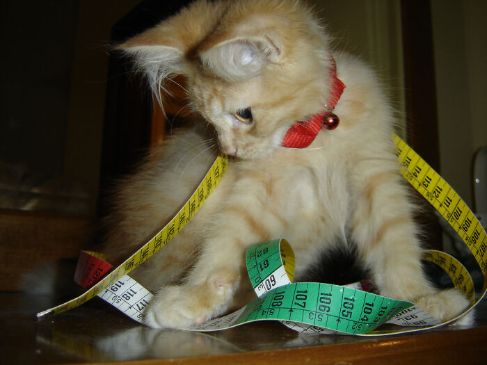 Taking Measures To Save Christmas Tree