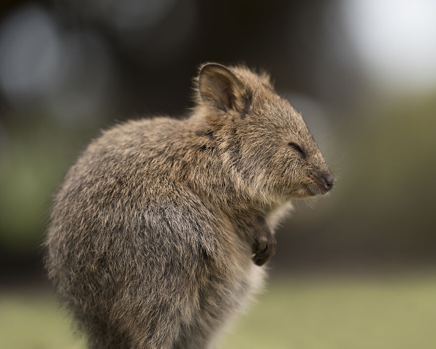 Quokka's Are The Happiest Animals On The Planet - And This Book Is Just What We Need Right Now! Quokka's Are The Happiest Animals On The Planet - And This Book Is Just What We Need Right Now!