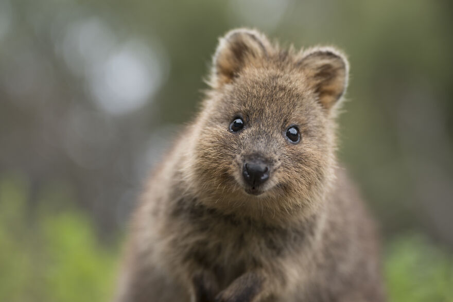 Quokka's Are The Happiest Animals On The Planet - And This Book Is Just What We Need Right Now! Quokka's Are The Happiest Animals On The Planet - And This Book Is Just What We Need Right Now!