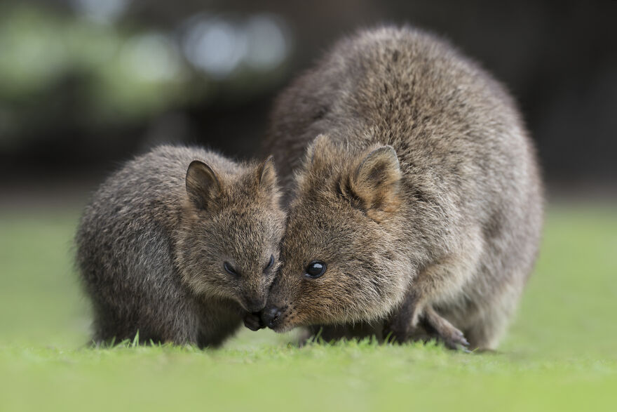 Quokka's Are The Happiest Animals On The Planet - And This Book Is Just What We Need Right Now! Quokka's Are The Happiest Animals On The Planet - And This Book Is Just What We Need Right Now!