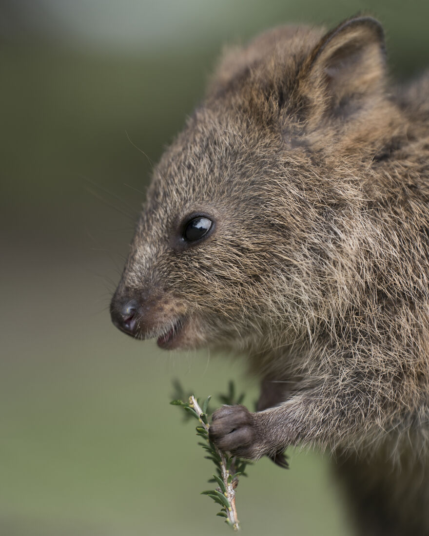 Quokka's Are The Happiest Animals On The Planet - And This Book Is Just What We Need Right Now! Quokka's Are The Happiest Animals On The Planet - And This Book Is Just What We Need Right Now!
