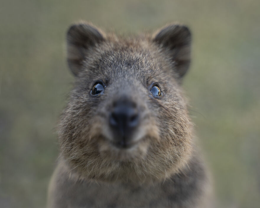 Quokka's Are The Happiest Animals On The Planet - And This Book Is Just What We Need Right Now! Quokka's Are The Happiest Animals On The Planet - And This Book Is Just What We Need Right Now!