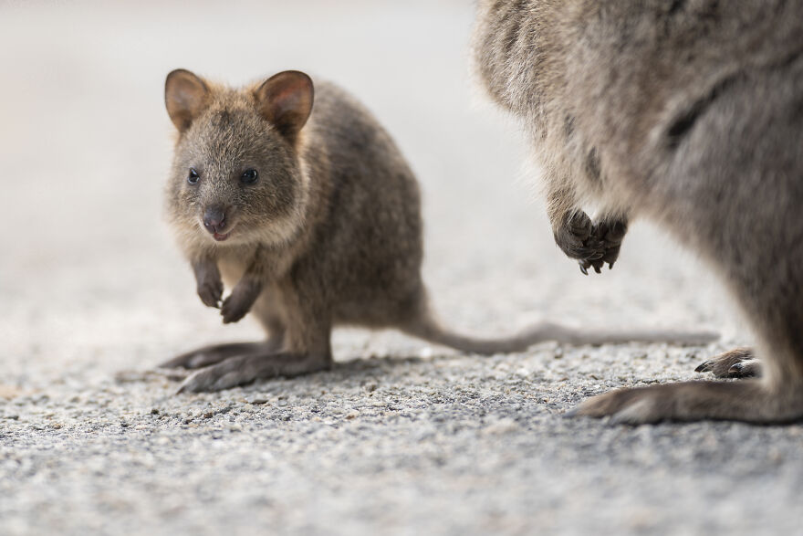 Quokka's Are The Happiest Animals On The Planet - And This Book Is Just What We Need Right Now! Quokka's Are The Happiest Animals On The Planet - And This Book Is Just What We Need Right Now!