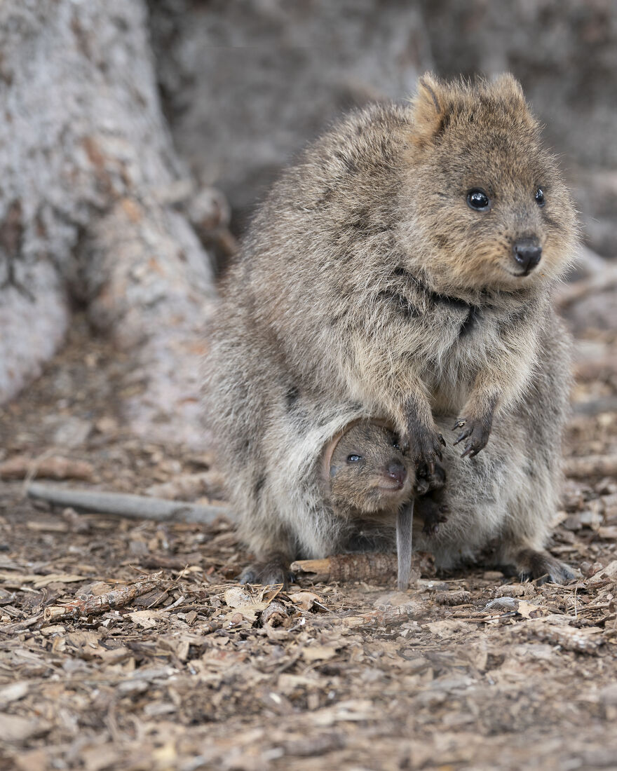Quokka's Are The Happiest Animals On The Planet - And This Book Is Just What We Need Right Now! Quokka's Are The Happiest Animals On The Planet - And This Book Is Just What We Need Right Now!