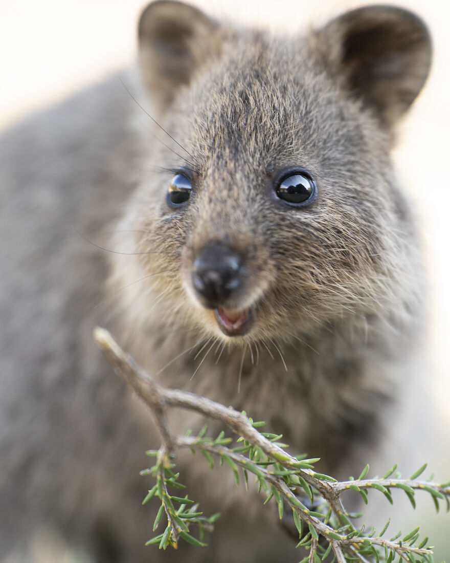 Quokka's Are The Happiest Animals On The Planet - And This Book Is Just What We Need Right Now! Quokka's Are The Happiest Animals On The Planet - And This Book Is Just What We Need Right Now!