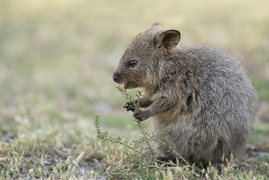 Quokka's Are The Happiest Animals On The Planet - And This Book Is Just What We Need Right Now! Quokka's Are The Happiest Animals On The Planet - And This Book Is Just What We Need Right Now!