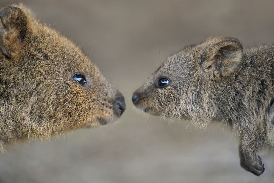 Quokka's Are The Happiest Animals On The Planet - And This Book Is Just What We Need Right Now! Quokka's Are The Happiest Animals On The Planet - And This Book Is Just What We Need Right Now!