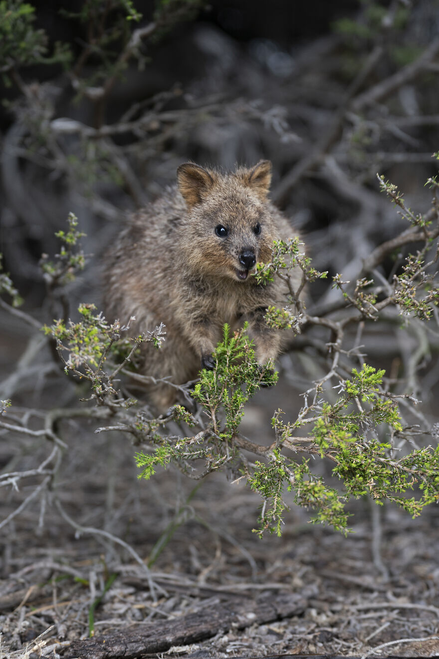 Quokka's Are The Happiest Animals On The Planet - And This Book Is Just What We Need Right Now! Quokka's Are The Happiest Animals On The Planet - And This Book Is Just What We Need Right Now!