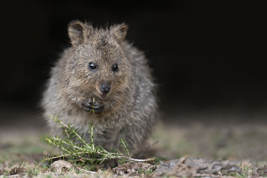 Quokka's Are The Happiest Animals On The Planet - And This Book Is Just What We Need Right Now! Quokka's Are The Happiest Animals On The Planet - And This Book Is Just What We Need Right Now!