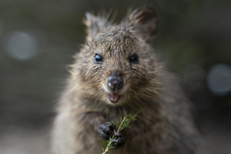 Quokka's Are The Happiest Animals On The Planet - And This Book Is Just What We Need Right Now! Quokka's Are The Happiest Animals On The Planet - And This Book Is Just What We Need Right Now!