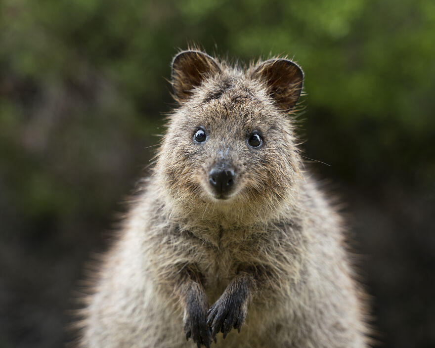 Quokka's Are The Happiest Animals On The Planet - And This Book Is Just What We Need Right Now! Quokka's Are The Happiest Animals On The Planet - And This Book Is Just What We Need Right Now!