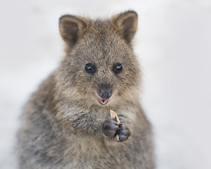 Quokka's Are The Happiest Animals On The Planet - And This Book Is Just What We Need Right Now! Quokka's Are The Happiest Animals On The Planet - And This Book Is Just What We Need Right Now!