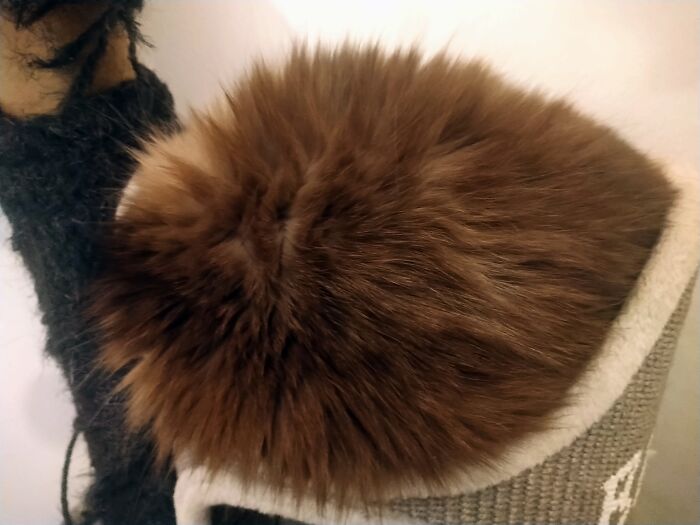 This Is Hazel, He Ist Trying Verx Hard To Become Sphere. It Is A Cat Btw.