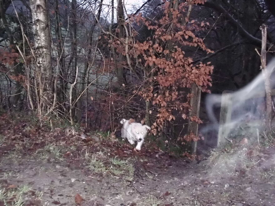 Ghost Dog
