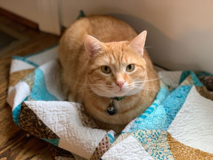 This Is Pumpkin And He Is Bad But Very Adorable!