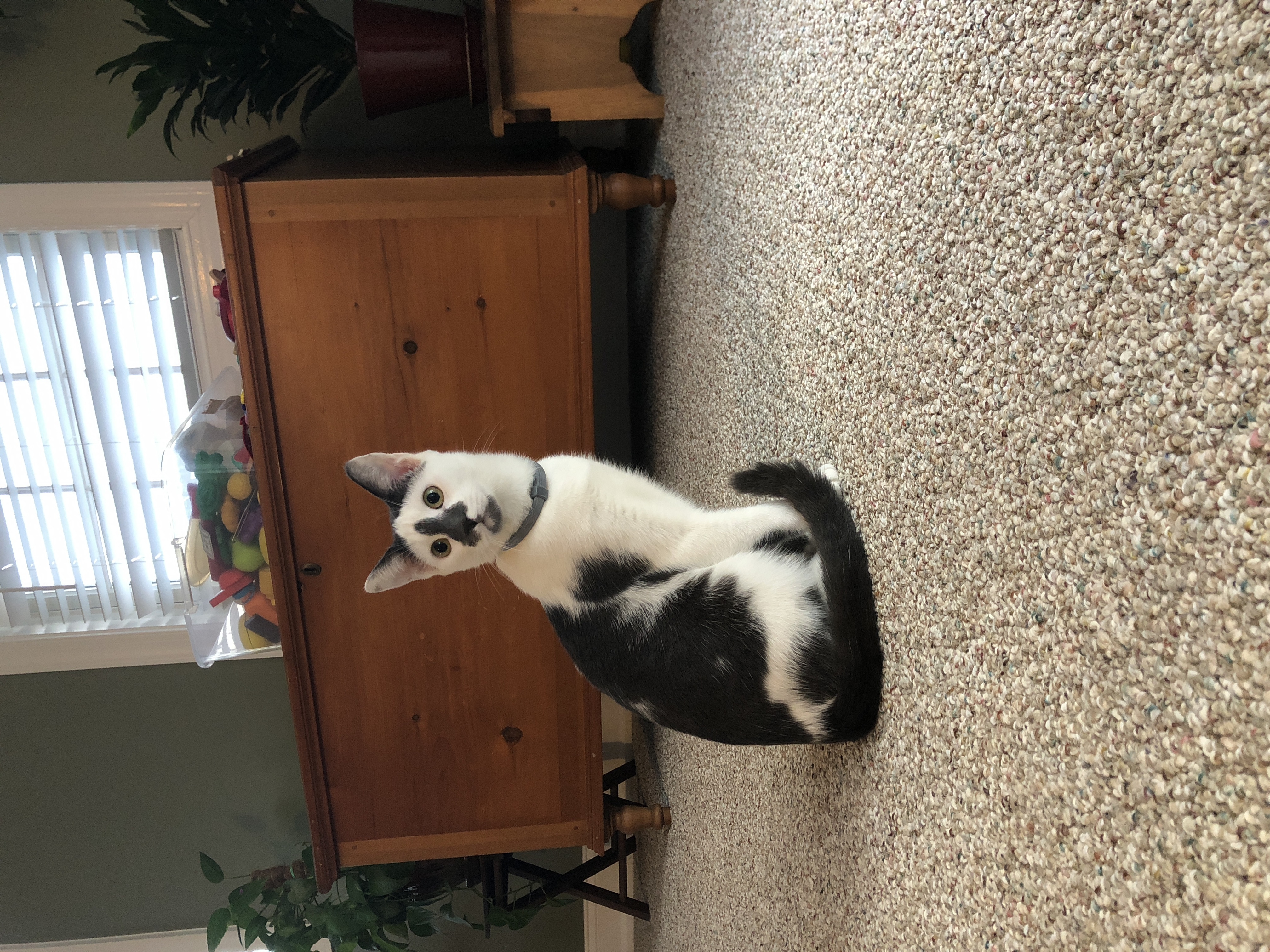 Meet My Cat, Seymour!