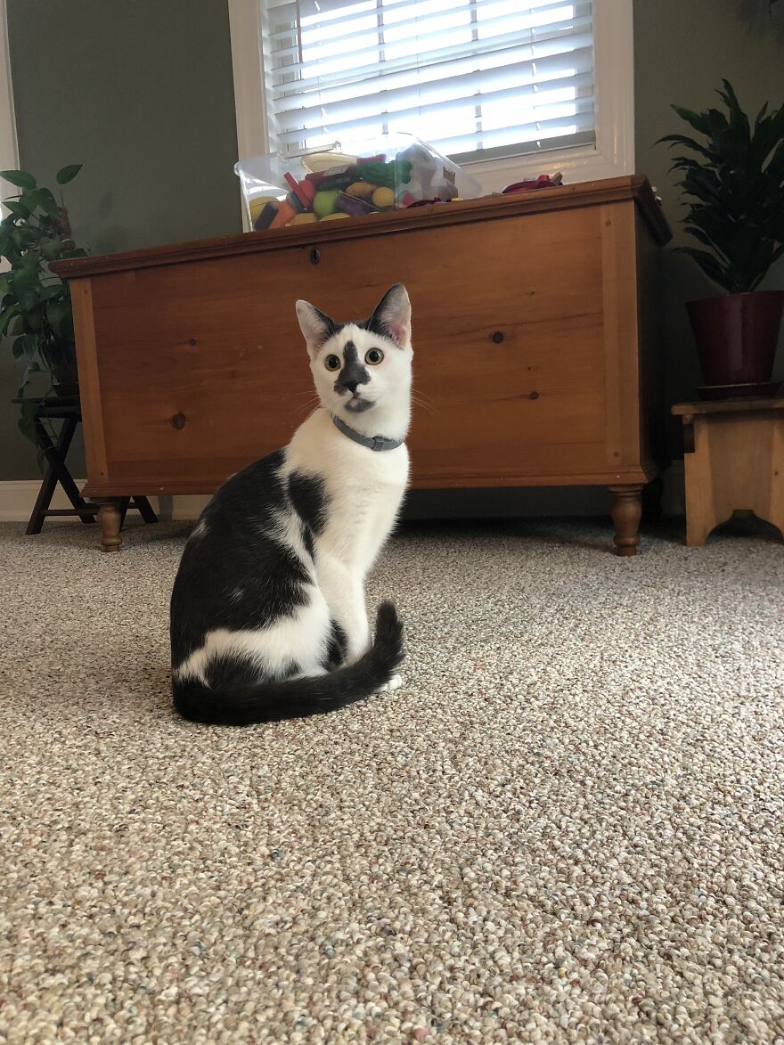 Meet My Cat, Seymour!