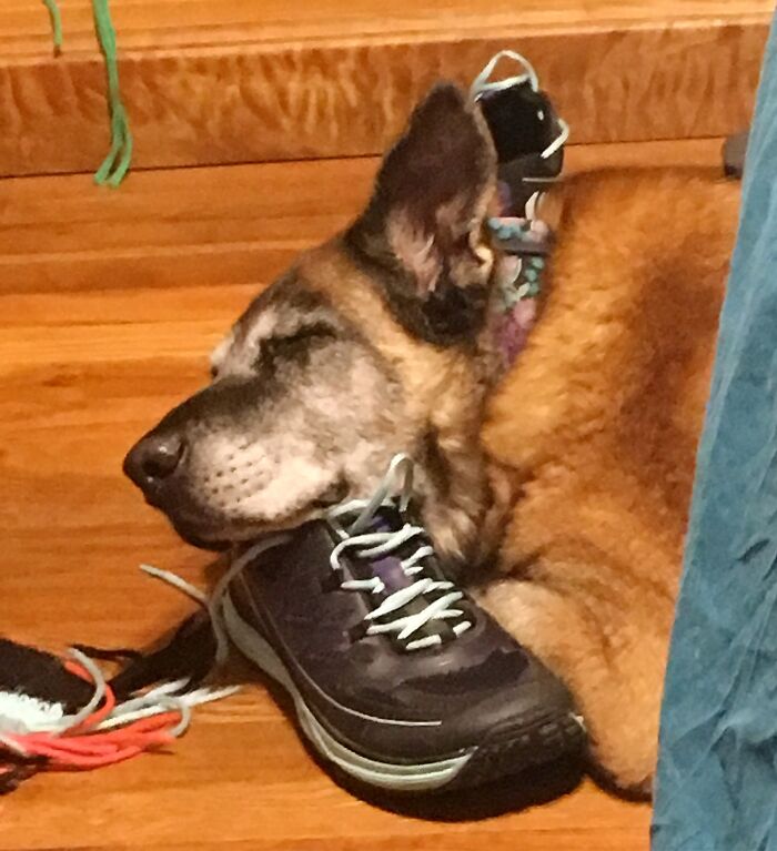 Persimmons Getting Some Snooze Time