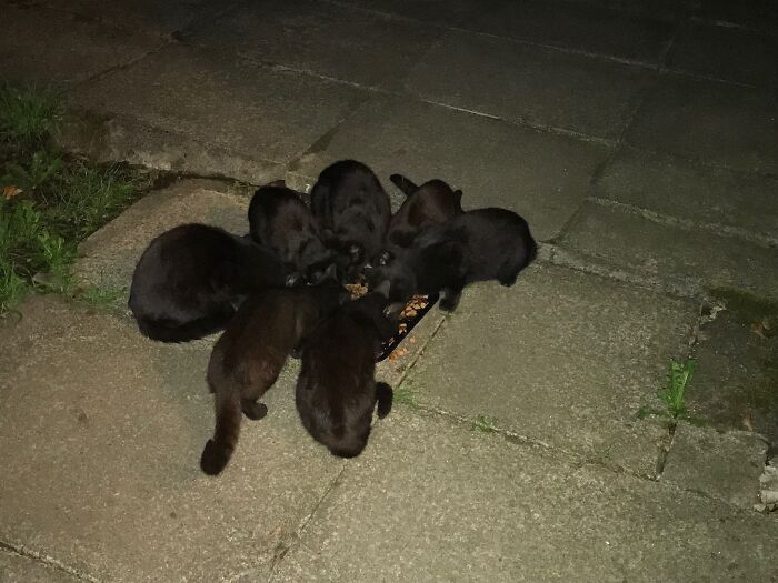 This Lot Are Not Mine But Used To Come To Me For Food In 2018. Their Owners Moved Out For 5 Months Whilst Their House Was Renovated. One Of Them Chose To Stay With Me