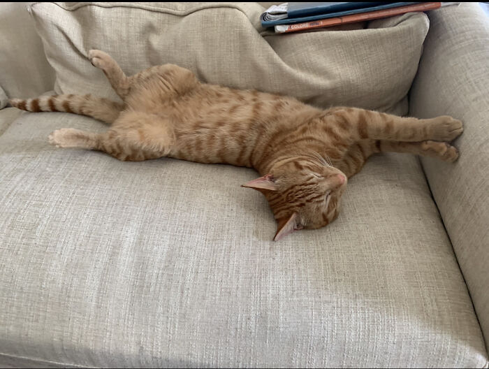 This Is Mr Richardson. He Started Coming To Our House Last Year And He Would Come In Through The Window And He Slept On Our Neighbors Chair But It Wasn’t His. Mr Richardson Was The Greatest Cat Ever And No One Could Replace Him. He Was The Best. He Went Missing In March 2020 And Writing This Started To Get Me A Bit Emotional Since He Was So Great. I Still Have His Toys. The Photo Of Him Lying Down Is The Last Photo I Ever Took. I Remember He Would Always Wait For Me To Come Home From School. He Would Just Wait Outside And Then Walk In With Me. We All Miss You, Mr Douglass Richardson.