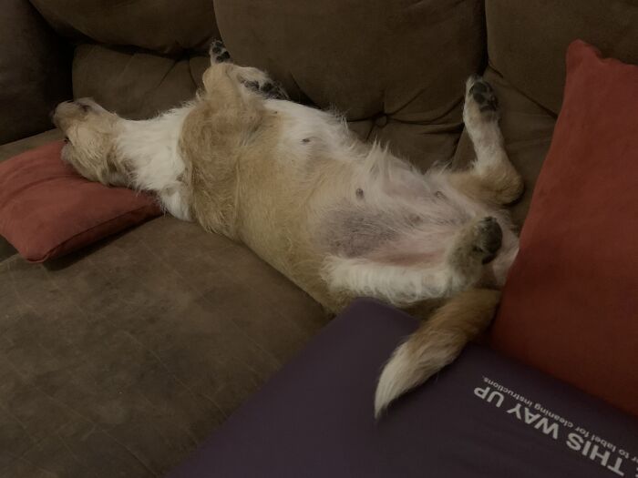 Dogs Can’t Read. Can They?