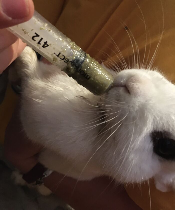 He Was Sick But I Think He Started Faking It For The Hand Feeding (Bandito, Dwarf Hotot, 4 Y.o.)