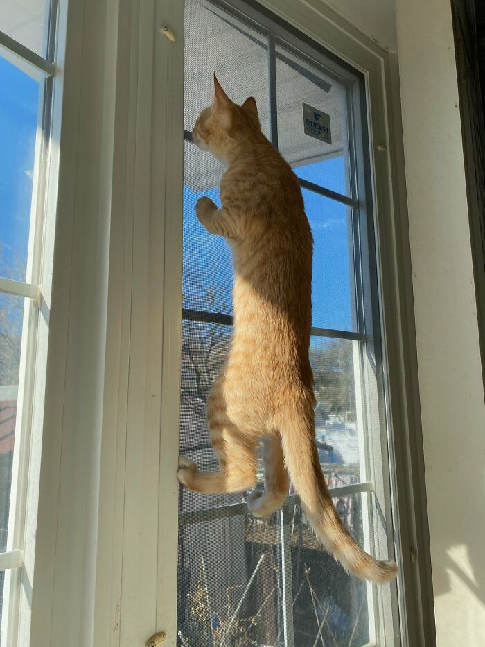 Nosey-Neighbors-Pets-Photos