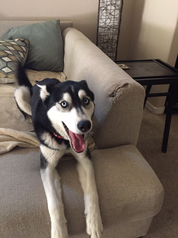 “The Cat Did It.”