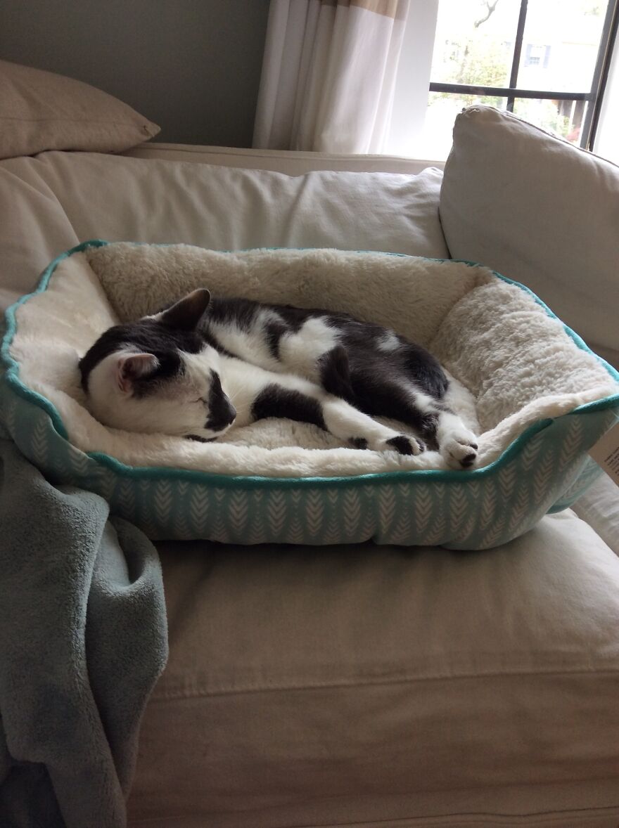 Meet My Cat, Seymour!